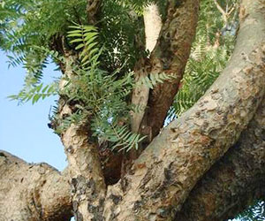 ボスウェリアセラタの木